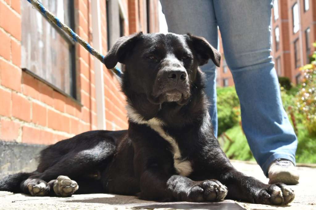 El Instituto de Protección Animal es la entidad encargada de atender las denuncias de maltrato o abandono animal en la ciudad.
