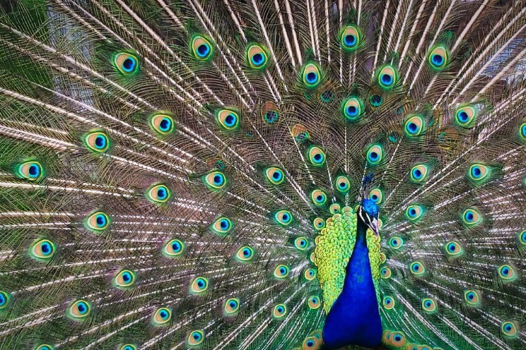 Los pájaros machos son o buenos cantantes o lindos, no ambas