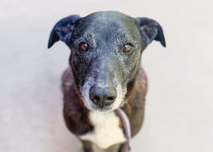 Largo llegó al refugio cachorro y a sus 9 años nunca fue elegido: “aprendió a ser invisible”