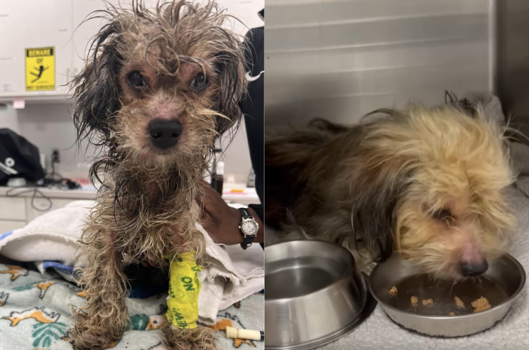 “Estaba empapado de aceite de motor”: perrito lucha por su vida tras ser rescatado
