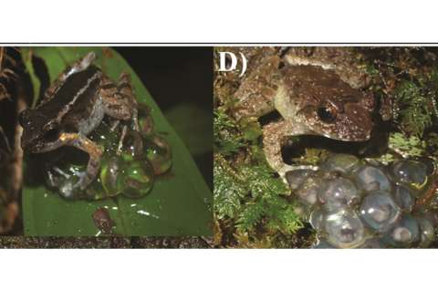 Encuentran nueva especie de rana con colmillos y sería la más pequeña del mundo