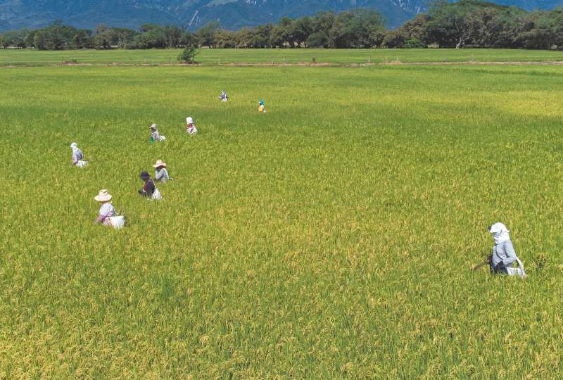 Cultivo de arroz en Tolima. Imagen de referencia.