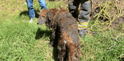 Perrito que cayó a un canal de agua residual fue rescatado por bomberos