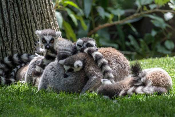 En un período de 24 horas, las personas pasan menos tiempo durmiendo que cualquier primate que se haya estudiado. Sin embargo, es posible que la investigación sobre primates en cautiverio no brinde una imagen precisa de sus hábitos de sueño en la naturaleza. /Getty