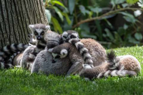 El simio despierto: ¿por qué las personas duermen menos que sus parientes primates?