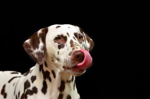 Cuando los perros se manifiestan contra el Brexit