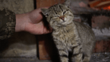 Ucrania: las mascotas abandonadas que acompañan a los soldados