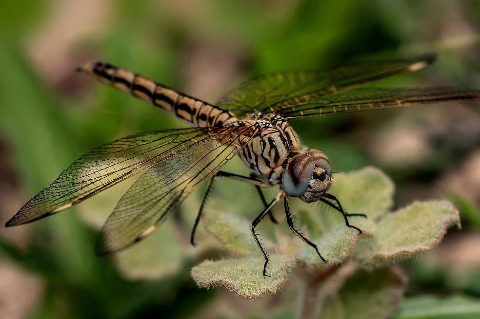 Especies como el moscardón y la mosca dragón fueron capaces de detectar los cambios a la mayor velocidad: son capaces de procesar los cambios visuales 300 veces por segundo.
