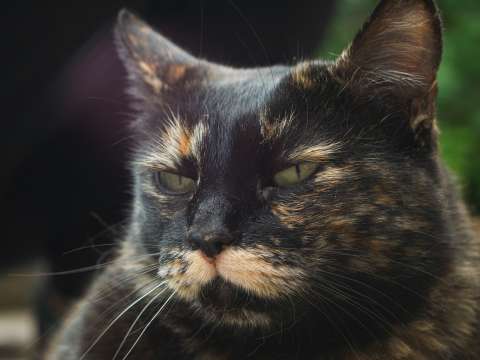 ¿Por qué los gatos se van o se esconden cuando van a morir? Explicación y razones