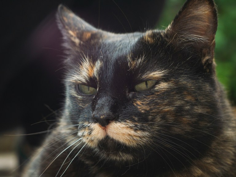Así debe cambiar la alimentación de su gato cuando se vuelve viejo: ¿desde qué edad?