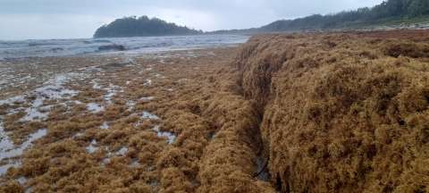 Minambiente alerta llegada de 22.000 toneladas de sargazo a las costas de Chocó