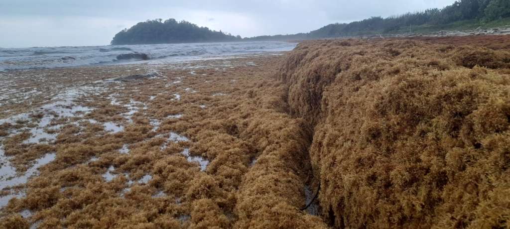 Sargazo en las playas de Capurganá.