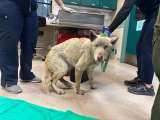 Los animales son las víctimas silenciosas de los incendios en Los Ángeles (video)