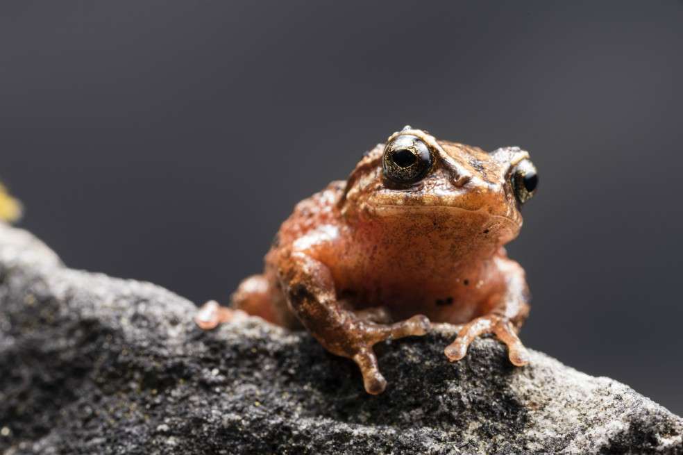 En Colombia habita cerca del 10% de las especies de anfibios registradas en todo el mundo.