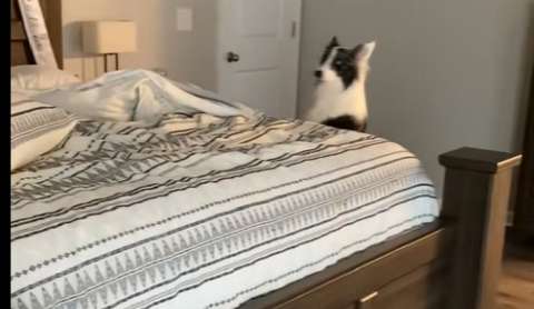 La tierna reacción de un perro al notar que su humano favorito no está en casa