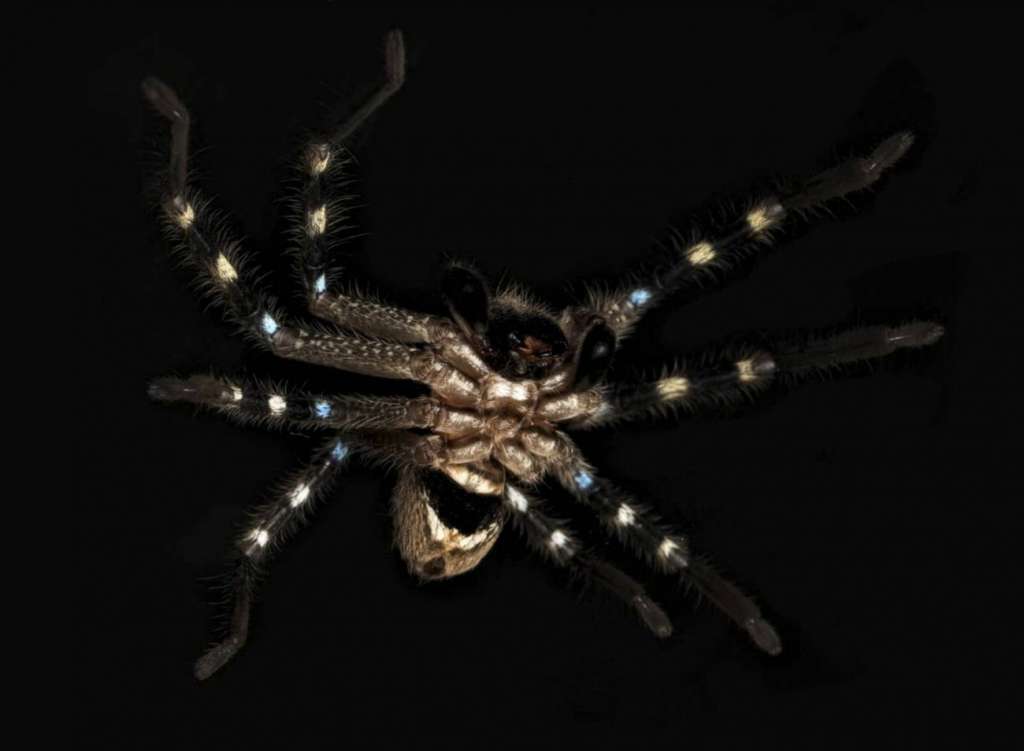La araña 'cazador guerrero' pertenece a la familia de los esparásidos.
