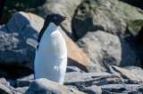 Los pingüinos dan positivo por gripe aviar, pero no muestran síntomas