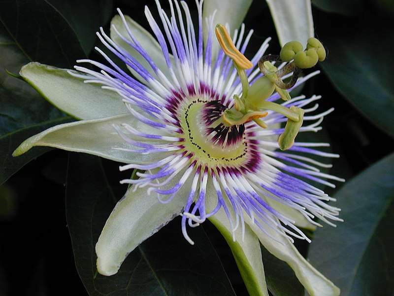 La flor de la pasión, o Passiflora, es una planta fascinante tanto por su belleza exótica como por la rica simbología que la rodea y es originaria de las regiones tropicales de América