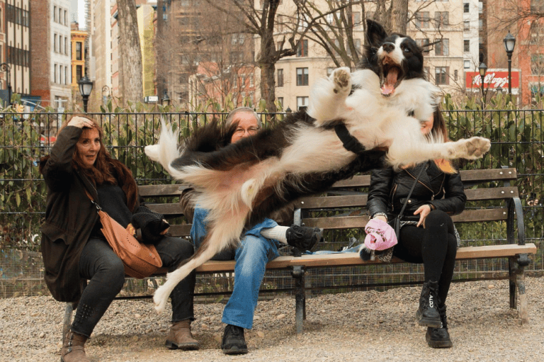 Comedy Pet Photo Awards.