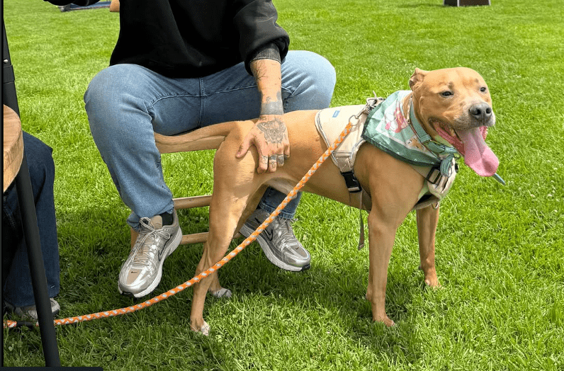 Magnus, pitbull que venció el cancer