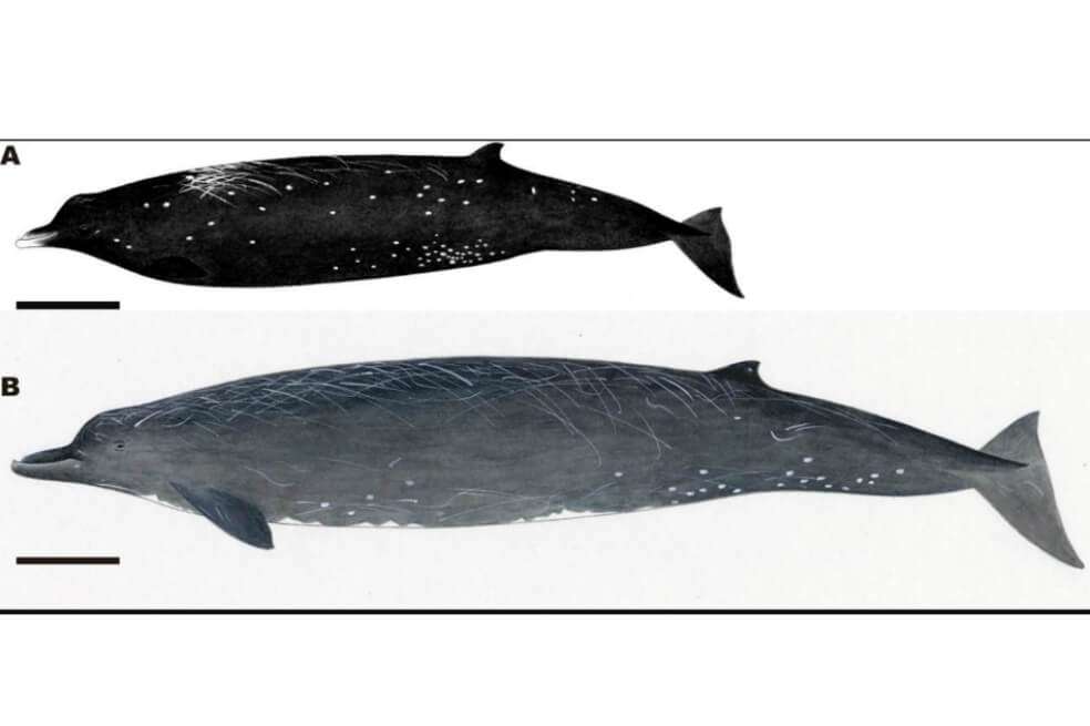 Ilustración de la especie Berardius minimus (la ballena negra) y la Berardius Bairdii (ballenas con aspecto picudo).
/ Yoshimi Watanabe, Museo Nacional de Naturaleza y Ciencia