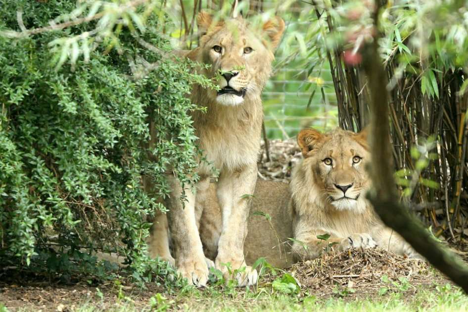 Motshegetsi (izquierda) y Majo (derecha) en su recinto en el zoológico de Leipzig. /AFP