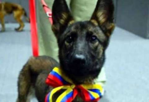 Conozca a Laika, Sol y Sara, el regalo de Venezuela a México por su apoyo humanitario