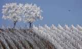 Clima y vinos