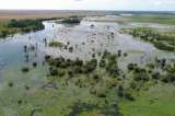 Ganadería sostenible, la apuesta en los Llanos