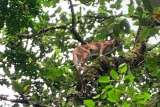 Video: puma fue visto desplazándose por los árboles de una reserva en Sabaneta