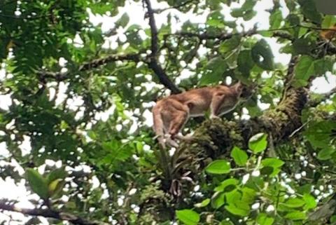 Video: puma fue visto desplazándose por los árboles de una reserva en Sabaneta