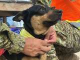 Perrita fue rescatada de los escombros en Venezuela y ahora será entrenada para salvar vidas