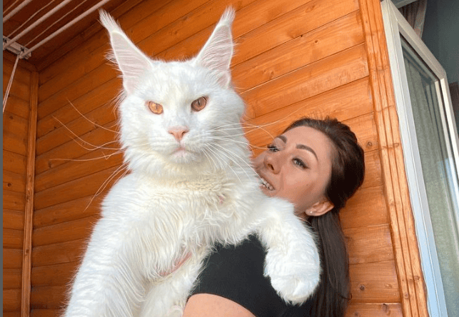 Kéfir, un gato de 22 meses, con su dueña Yuliya Minina en Stary Oskol, Rusia.