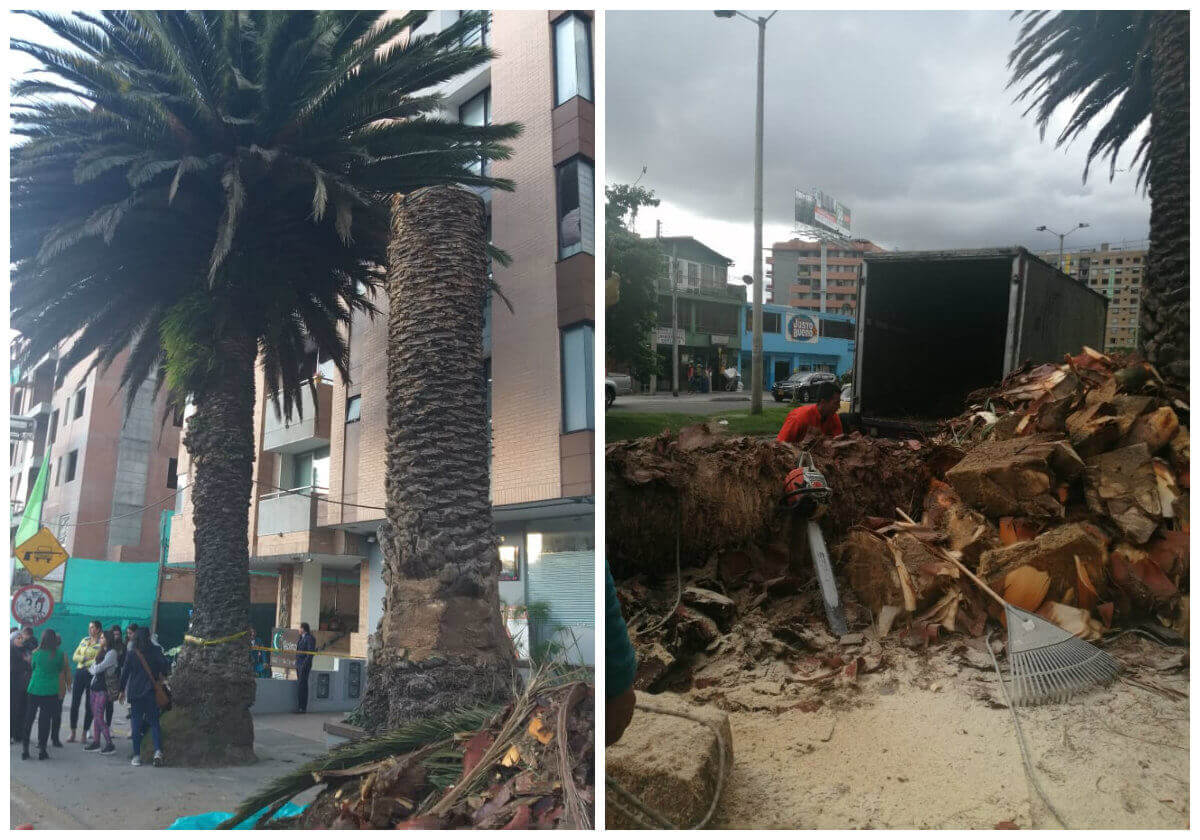 En la mañana del pasado 21 de diciembre, una de las dos palmas fue talada a la mitad.
/ Cortesía: vecinos de Cedro Golf.