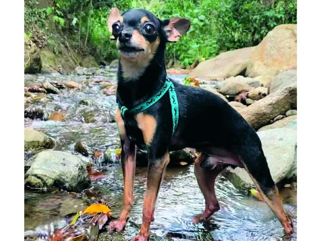 Hoy, con 12 años, Marcelo sigue siendo un perro lleno de carácter.