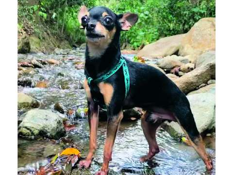 Joven en Medellín creyó que su perro era un dóberman, pero se llevó sorpresa meses después