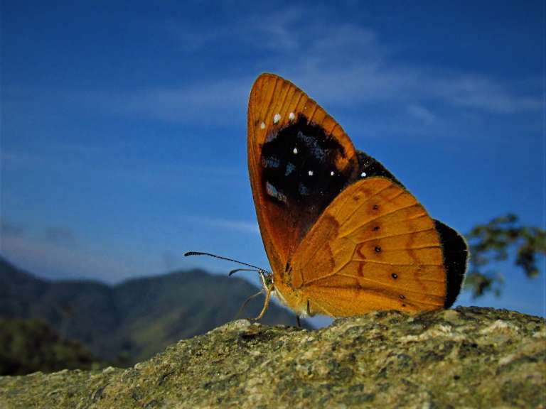 Lymanopoda caeruleata vista ventral.