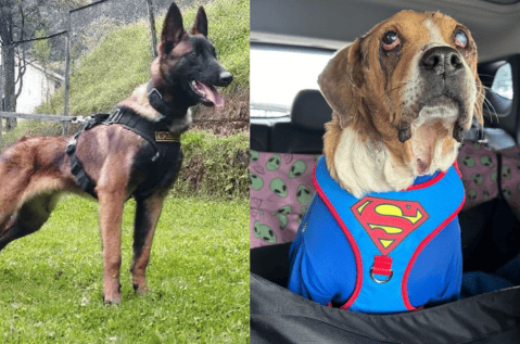 Estos perros han hecho historia en Colombia: un homenaje a su valentía y lealtad