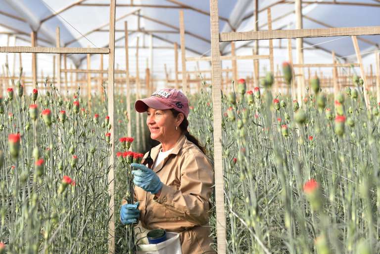 Floricultores Cultivo Rosas