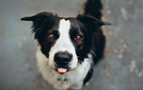 Conoce al perro que se volvió viral por cantar a todo pulmón Karol G