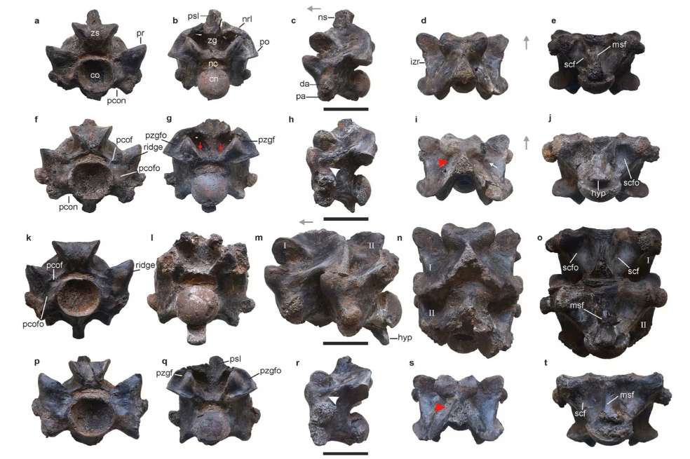 Estas son las vértebras que encontraron de Vasuki indicus.