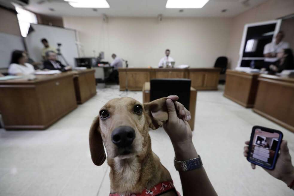 Campeón asistió al juicio contra su dueña, que lo maltrataba salvajemente cuando era un cachorro. / EFE