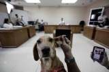 Campeón, el primer perro maltratado que asiste a un juicio en Costa Rica