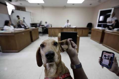 Campeón, el primer perro maltratado que asiste a un juicio en Costa Rica