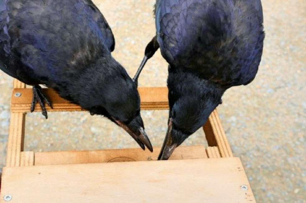 Seis cuervos recogen la basura que los visitantes del parque tiran al suelo. / EFE/Parque Puy du Fou