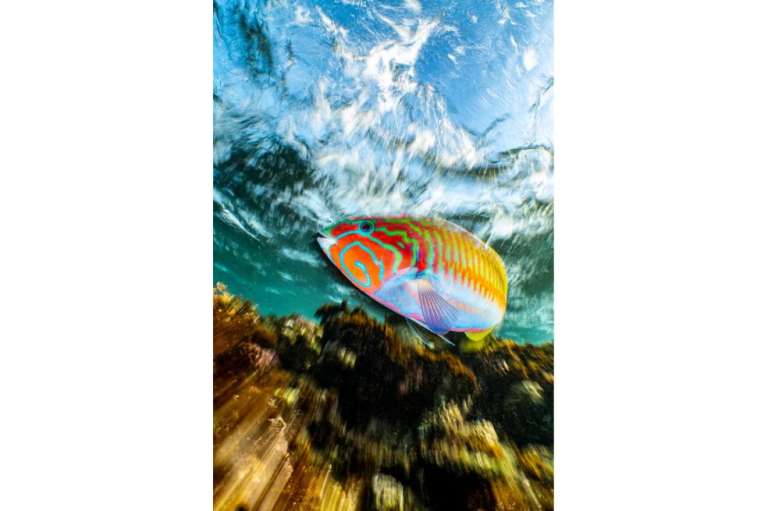 "Mientras buceaba en Marsa Alam vi innumerables corvinas de Klunzinger. Uno de ellos se mostró especialmente curioso y muy interesado en mi objetivo.", dijo el fotógrafo sobre la imagen.