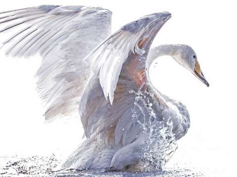 Estas son algunas de las fotografías galardonadas por el World Nature Photography