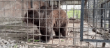 Luto en Crimea: 200 animales mueren tras el incendio de un zoológico