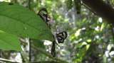 Colombia es líder en el Global Big Day de aves. El turno es de las mariposas: ¿Cómo ayudar?