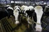 En 4 % aumentó precio base que se paga al productor de leche